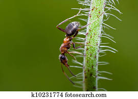 insect insect
