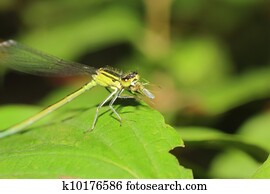 insect insect