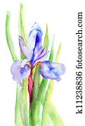 Iris flowers, watercolor illustration Iris flowers, watercolor illustration