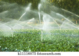 Irrigation systems in a vegetable garden Irrigation systems in a vegetable garden