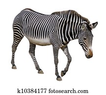 Isolated Grevy zebra Isolated Grevy zebra