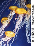 jellyfish jellyfish
