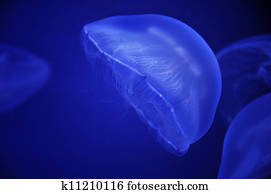 jellyfish jellyfish