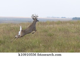 Jumping Whitetail Deer Buck Jumping Whitetail Deer Buck