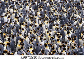 King penguin colony. King penguin colony.
