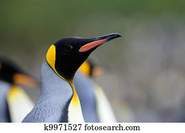 King Penguin