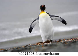 King Penguin walking on the beach.
