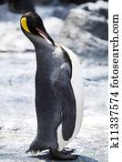 King penguins