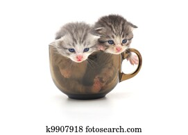 Kittens in cup Kittens in cup