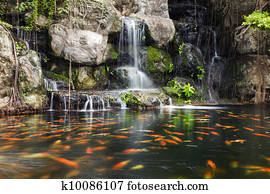 Koi fish in pond at the garden with a waterfall Koi fish in pond at the garden with a waterfall