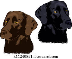 Labrador Retriever Labrador Retriever
