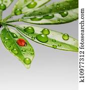   Ladybug on a fresh green leaves