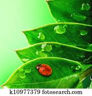  Ladybug on a fresh green leaves 