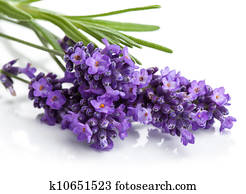 lavender flower isolated