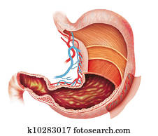layers of the stomach layers of the stomach