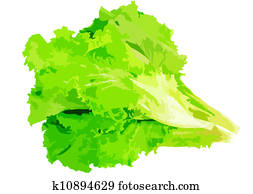 Leaf of lettuce Leaf of lettuce