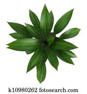 Leafy aspidistra houseplant Leafy aspidistra houseplant