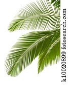 Leaves of palm tree Leaves of palm tree