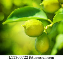Lemon Lemon