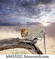 Leopard Leopard