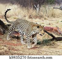 Leopard Leopard