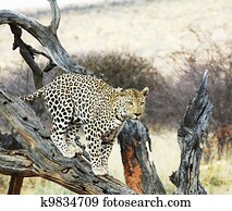 Leopard Leopard