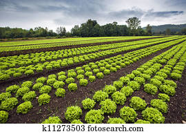 Lettuce field Lettuce field