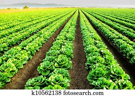 Lettuce fields in Salinas, CA Lettuce fields in Salinas, CA