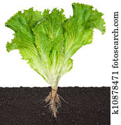 Lettuce seedling in soil