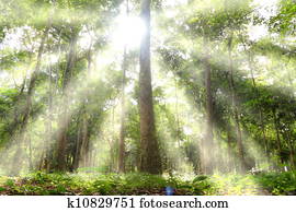 Light woods. Light woods.