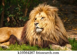 Lion Lion