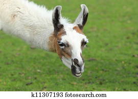 Llama Llama