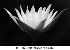 Lotus Flower Lotus Flower