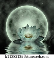 Lotus Lotus