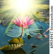 Lotus Lotus