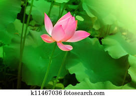 Lotus Lotus