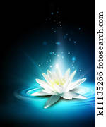 Magic lily Magic lily
