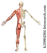 Male Muscular Skeleton Split Rear View Male Muscular Skeleton Split Rear View