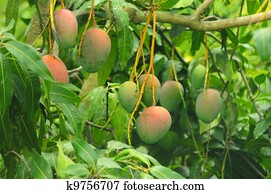 Mangoes on a mango tree Mangoes on a mango tree