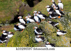 Many Puffins on a cliff Many Puffins on a cliff