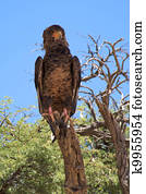 Martial Eagle
