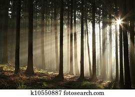 Misty autumn forest at sunrise Misty autumn forest at sunrise