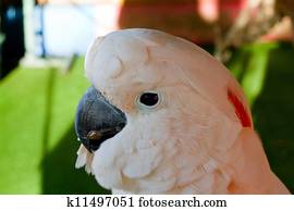 Moluccan Cockatoo