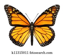 Monarch Butterfly Monarch Butterfly