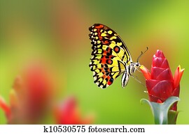 Monarch Butterfly Monarch Butterfly