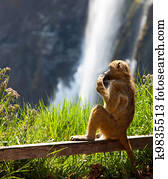 Monkey Monkey