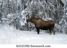 Moose Moose