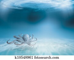 Octopus Octopus