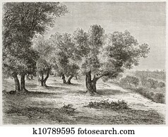 Olive grove Olive grove