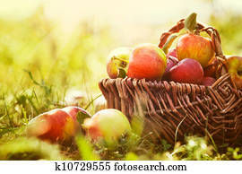 Organic apples in summer grass Organic apples in summer grass